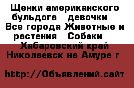 Щенки американского бульдога ( девочки) - Все города Животные и растения » Собаки   . Хабаровский край,Николаевск-на-Амуре г.